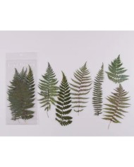 1 Paket - Eğrelti Otu Sticker