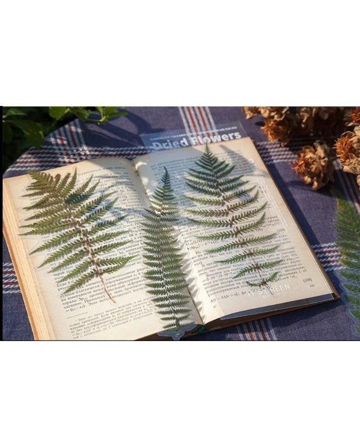 1 Paket - Eğrelti Otu Sticker