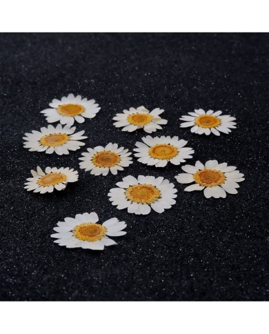 5 Adet -Kurutulmuş Papatya - Beyaz Tonları