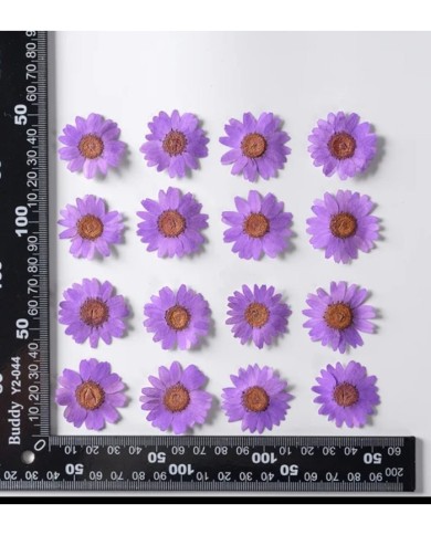 Kurutulmuş Papatya - Lila 5 Adet