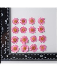 Kurutulmuş Papatya - Koyu Pembe 5 Adet