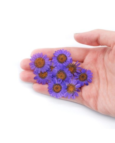 Kurutulmuş Papatya - Mor 10 Adet