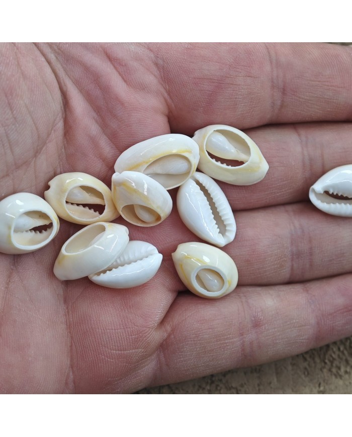 Deniz kabuğu 25 gr