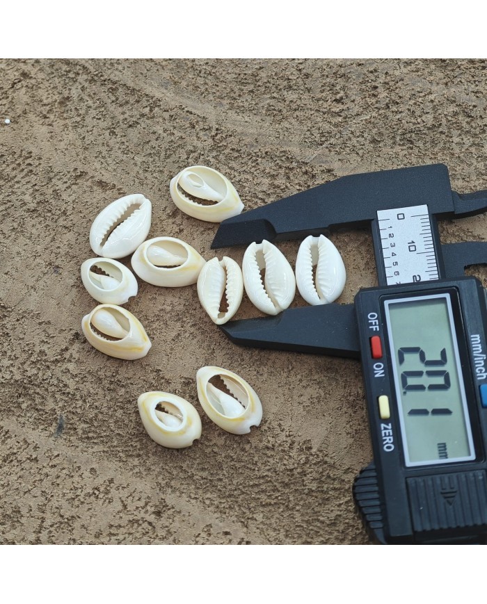 Deniz kabuğu 25 gr