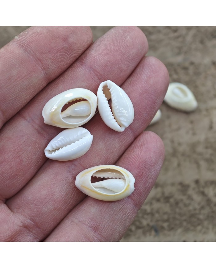 Deniz kabuğu 25 gr