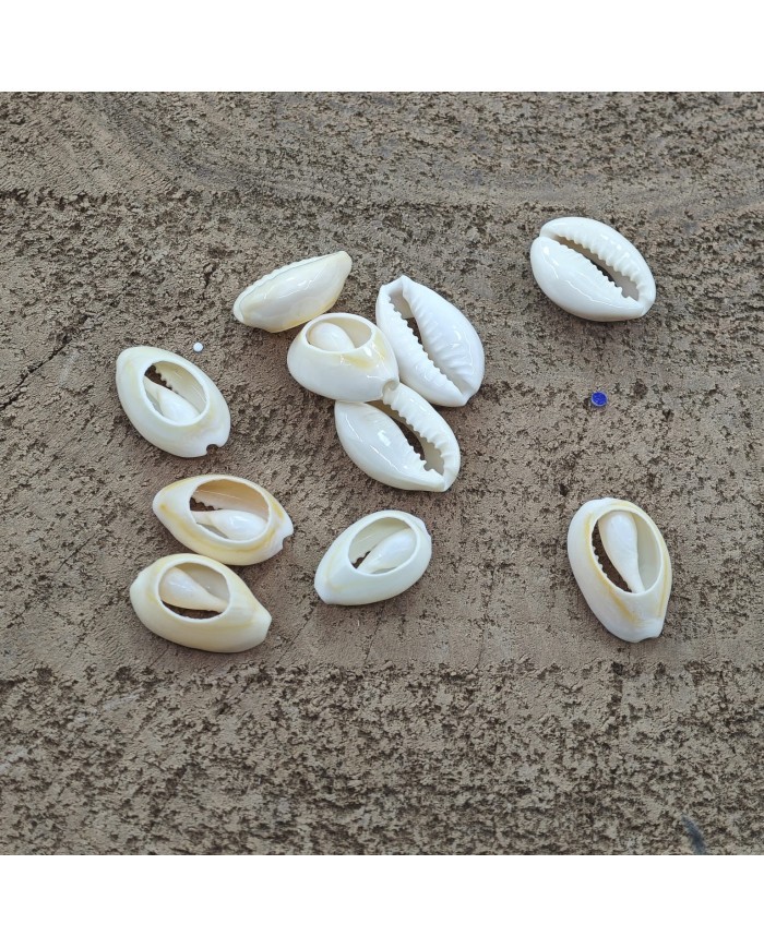Deniz kabuğu 25 gr