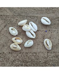 Deniz kabuğu 25 gr