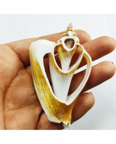 Strombus Aurısdıane Deniz Kabuğu