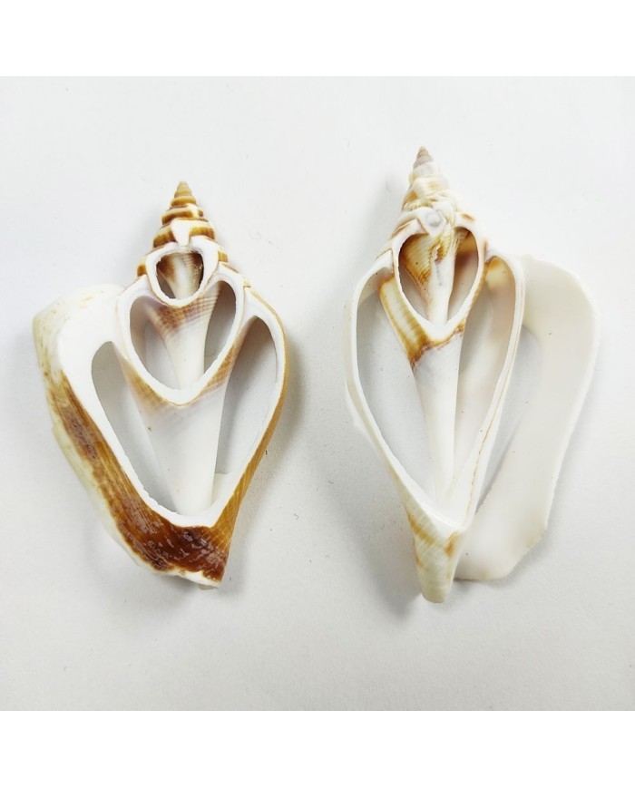 Strombus Aurısdıane Deniz Kabuğu