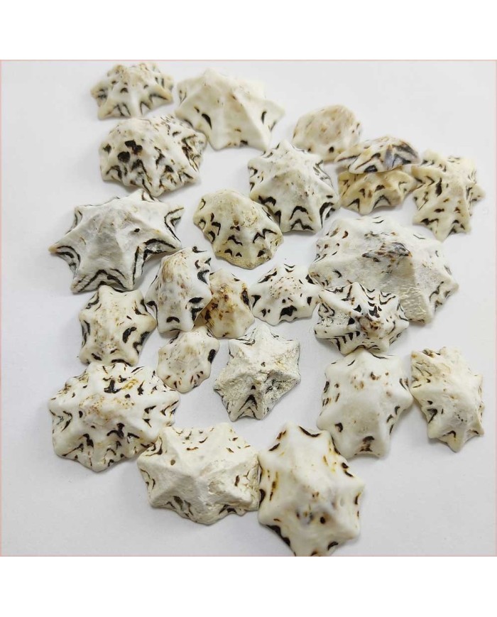 Deniz Kabuğu - Star Limpet - 25 gr
