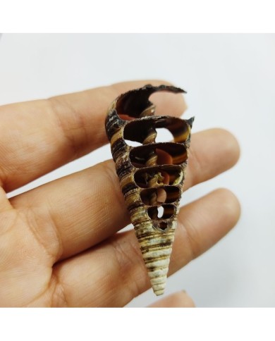 Kesik Telescopium Deniz Kabuğu 2 Adet