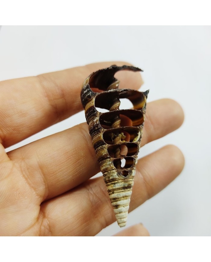 Kesik Telescopium Deniz Kabuğu 2 Adet