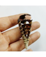 Kesik Telescopium Deniz Kabuğu 2 Adet