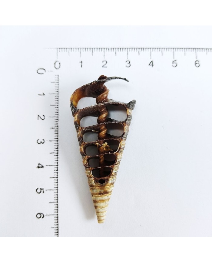 Kesik Telescopium Deniz Kabuğu 2 Adet