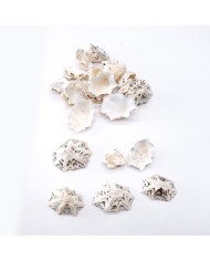 Deniz Kabuğu - Star Limpet - 25 gr