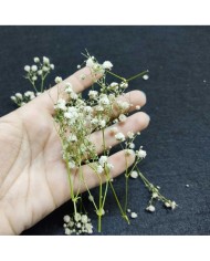 Şoklanmış Pıtırcık Kuru Çiçekler - Mini demet