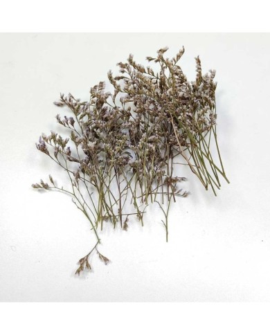 Kurutulmuş Çiçek - Beyaz