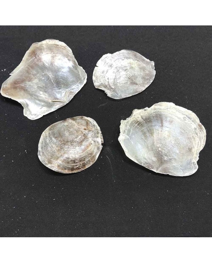 Doğal İnce Deniz Kabuğu - 1 ADET