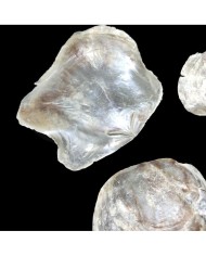 Doğal İnce Deniz Kabuğu - 1 ADET