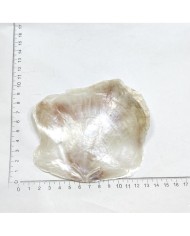 Doğal İnce Deniz Kabuğu - 1 ADET