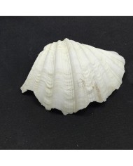 Beyaz Midye Kabuğu 1 Adet