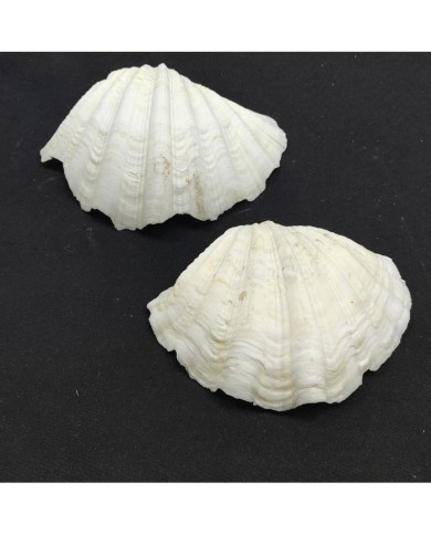 Beyaz Midye Kabuğu 1 Adet