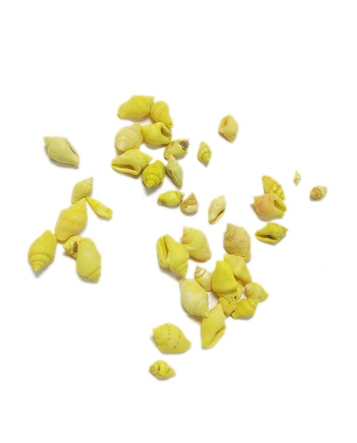 Deniz Kabuğu - Sarı Renk 25gr