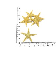 Doğal Deniz Yıldızı - Orta Boy