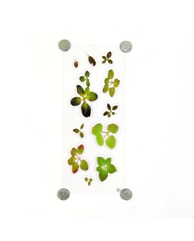 Reçine Epoksi Sticker - Yaprak 5