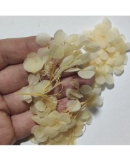 Japon Ortanca Çiçeği - Krem