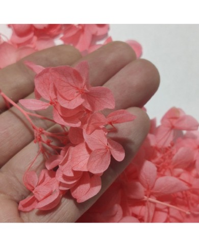 Japon Ortanca Çiçeği - Koyu Somon