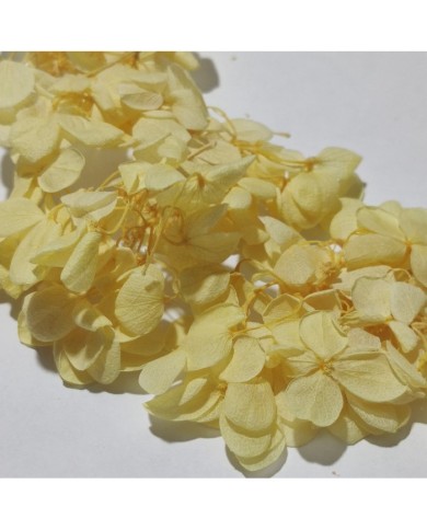 Japon Ortanca Çiçeği  - Sarı