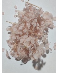 Japon Ortanca Çiçeği  - Açık Pudra