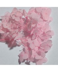 Japon Ortanca Çiçeği- Somon-