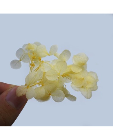 Japon Ortanca Çiçeği  - Sarı