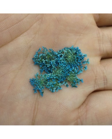 Sultan Otu - Kurutulmuş Çiçek - Turkuaz - 10 adet