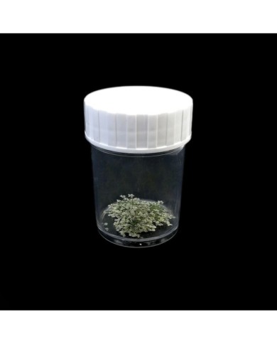 Sultan Otu - Kurutulmuş Çiçek - Beyaz - 10 adet