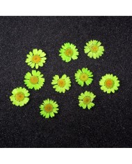 Kurutulmuş Papatya - Fıstık Yeşil 10 adet