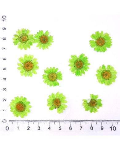 Kurutulmuş Papatya - Fıstık Yeşil 10 adet