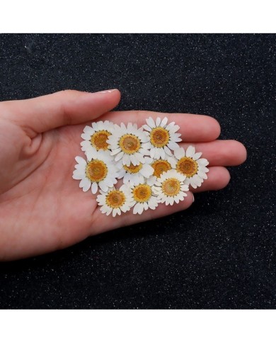 10 Adet -Kurutulmuş Papatya - Beyaz Tonları 10 Adet