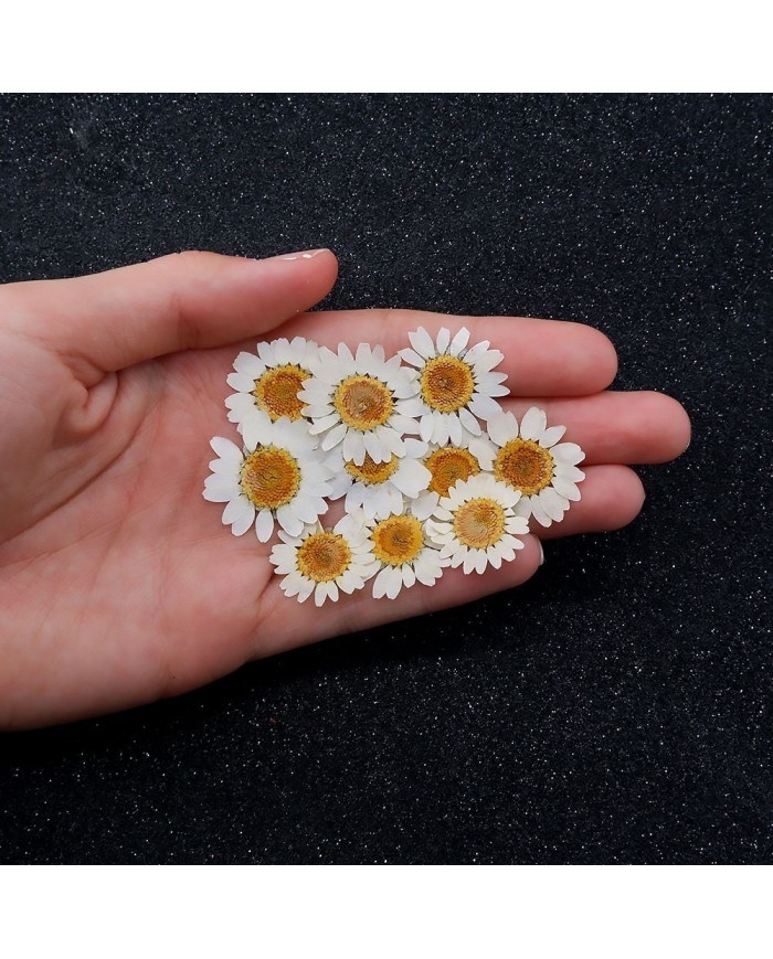 10 Adet -Kurutulmuş Papatya - Beyaz Tonları 10 Adet