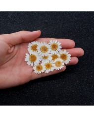 Mini Kurutulmuş Çiçekler - Mix