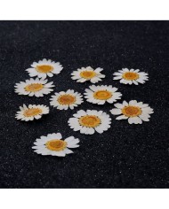 10 Adet -Kurutulmuş Papatya - Beyaz Tonları 10 Adet