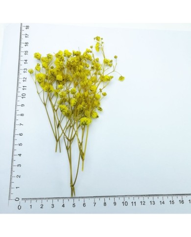 Şoklanmış Pıtırcık Kuru Çiçekler - Sarı - Mini demet
