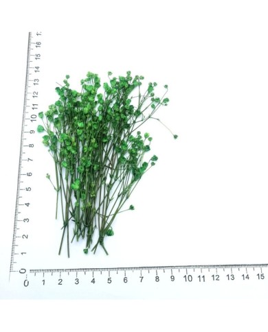 Şoklanmış Pıtırcık Kuru Çiçekler - Yeşil - Mini demet