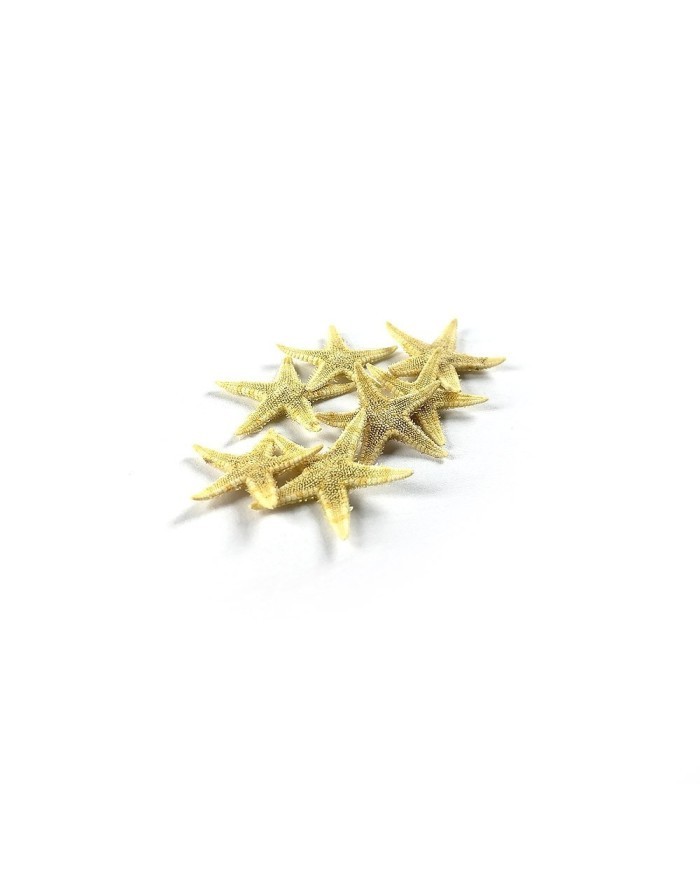 Doğal Deniz Yıldızı - Küçük Boy