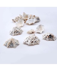 Deniz Kabuğu - Star Limpet - 50 gr