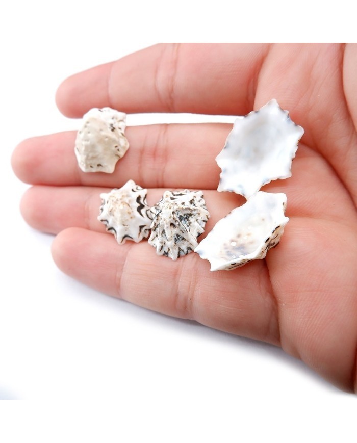 Deniz Kabuğu - Star Limpet - 50 gr