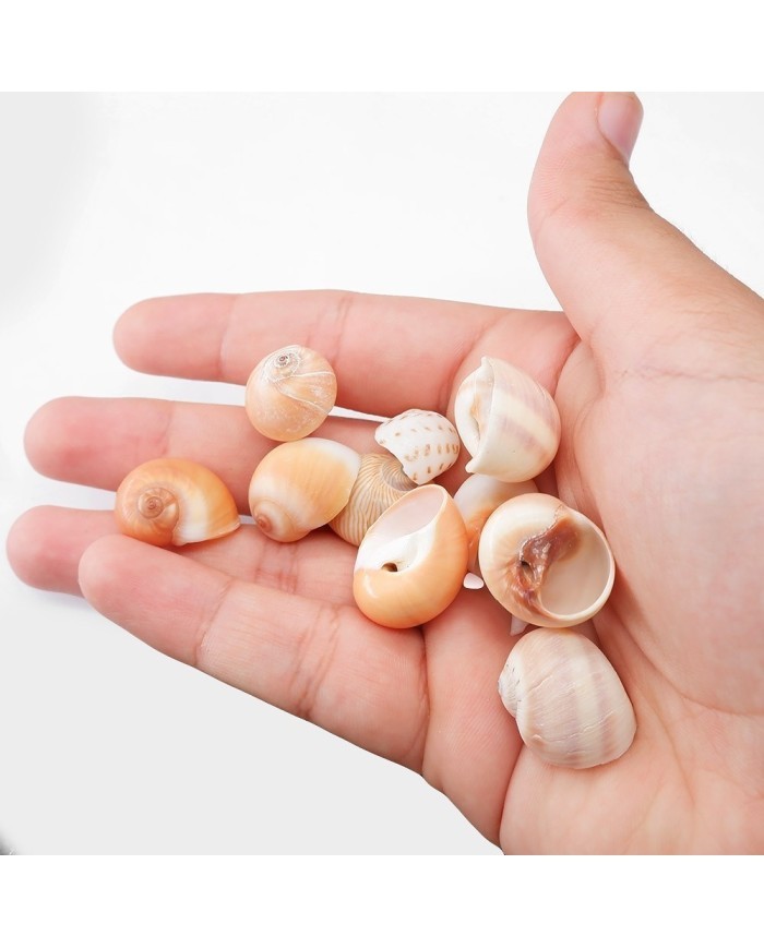 Deniz Kabuğu - Salyangoz - 100  gr