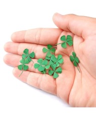 DÖRT YAPRAKLI YONCA - KURUTULMUŞ ŞANS ÇİÇEĞİ